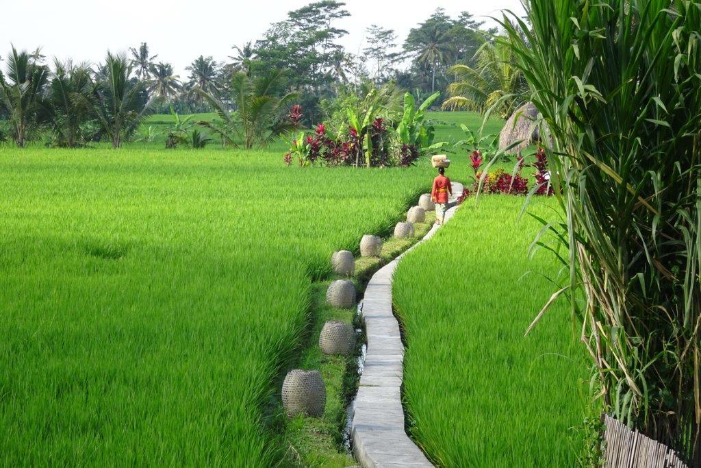 Mathis Retreat Ubud Εξωτερικό φωτογραφία