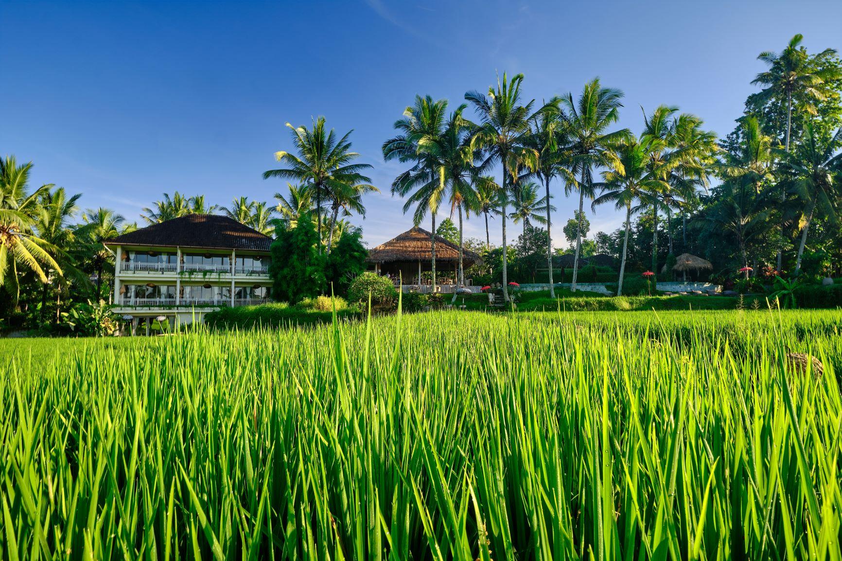 Mathis Retreat Ubud Εξωτερικό φωτογραφία