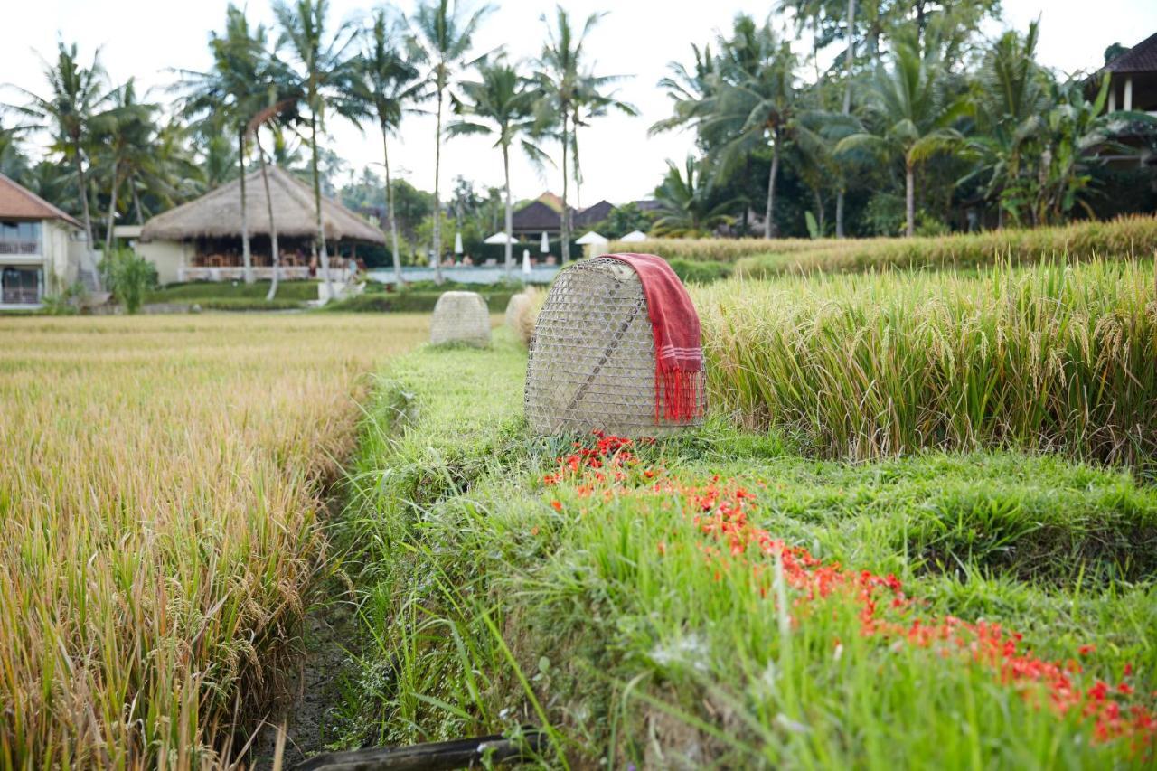 Mathis Retreat Ubud Εξωτερικό φωτογραφία